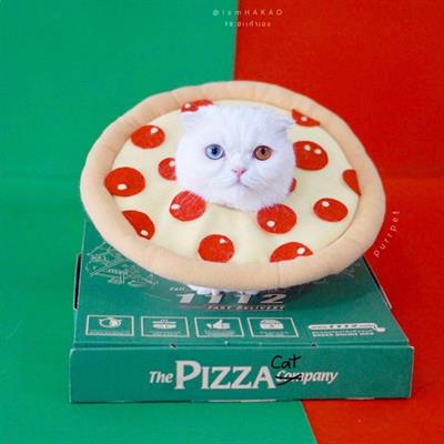 Purrpet Pizza Collar for dogs and cats