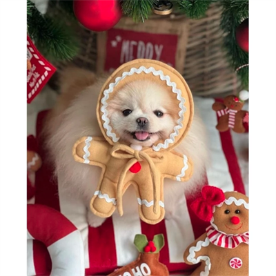 (พร้อมส่ง!) Purrpet หมวกขนมปังขิง ผ้านุ่มพรีเมี่ยม - Christmas Collection ชุดแฟนซีน้องหมาน้องแมว ชุดคริสมาส